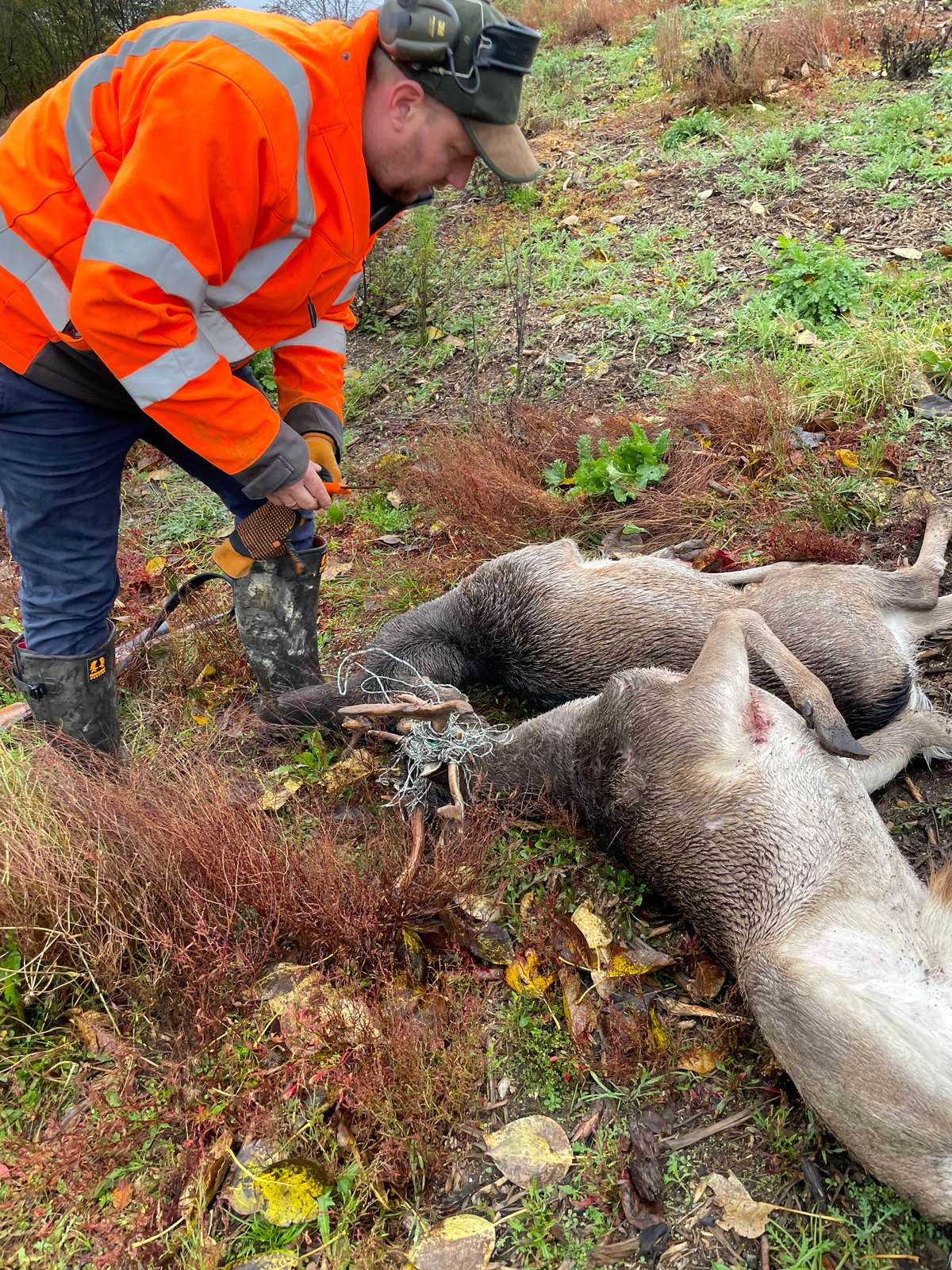 Dåhjorte viklet ind i hegn. Foto: Dyrenes Beskyttelse. Dåhjorte viklet ind i hegn. Foto: Dyrenes Beskyttelse.