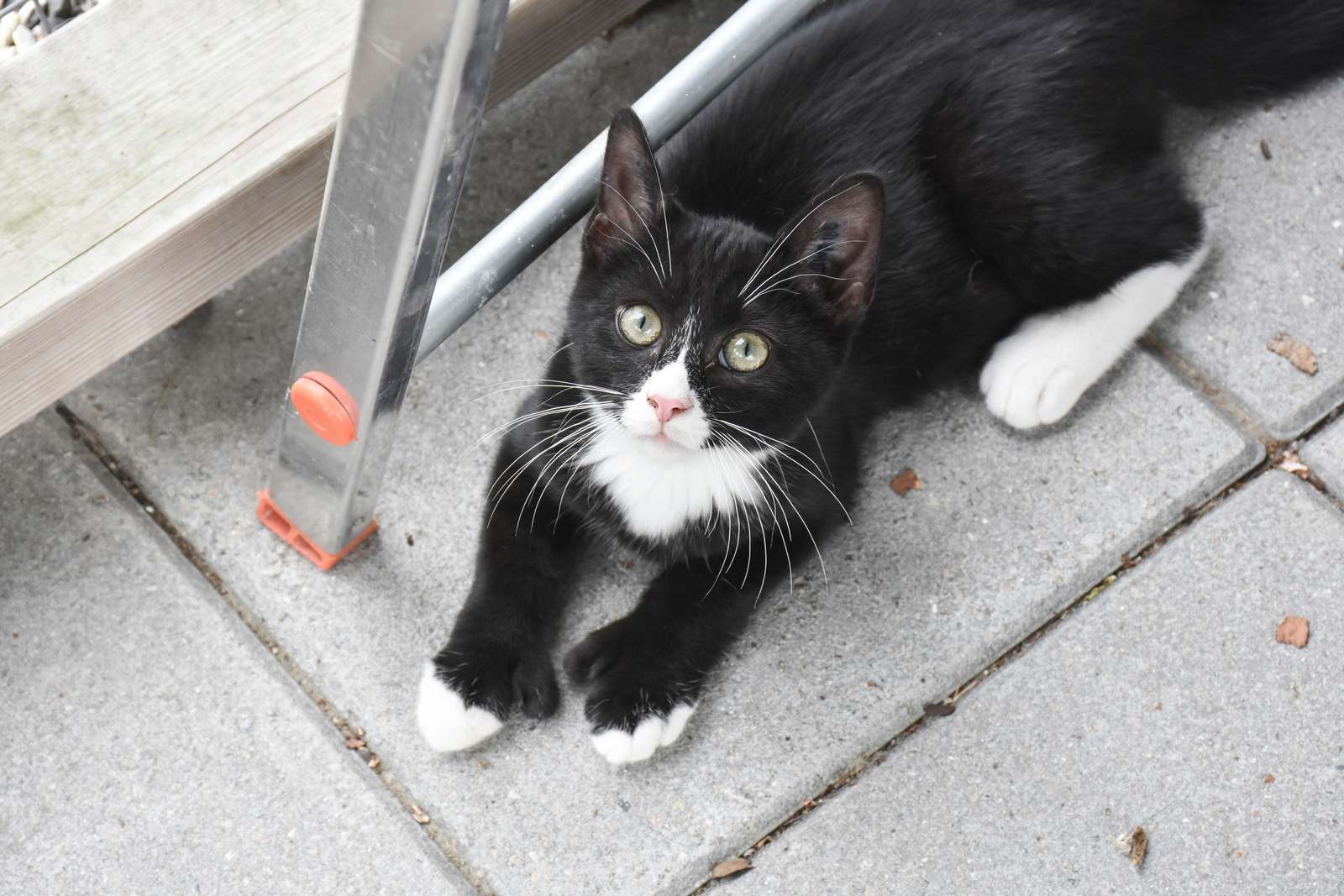 OBS: Katten er ikke relateret til situationen Kat