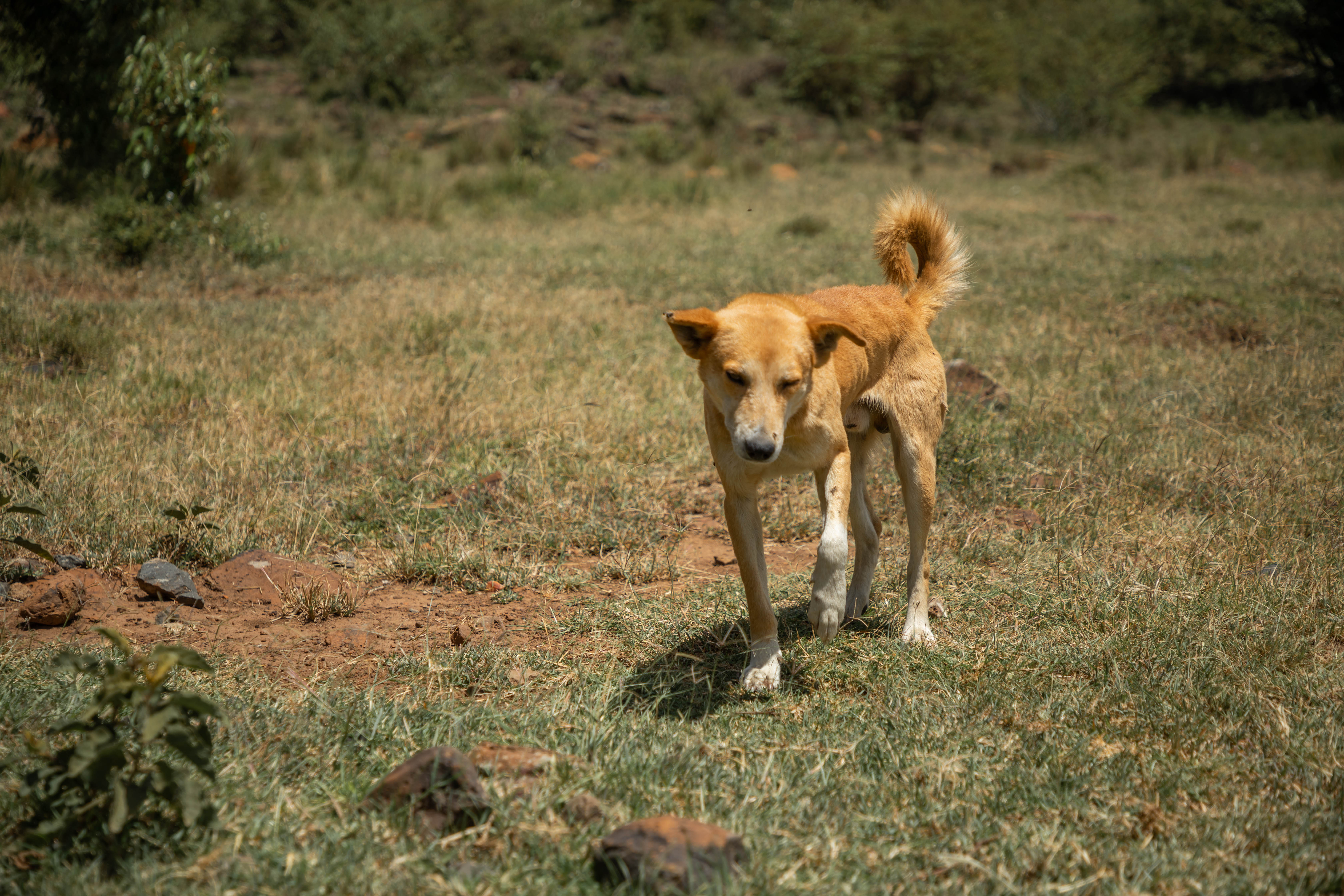 Masaihund i græsset på savannen i Masai Mara