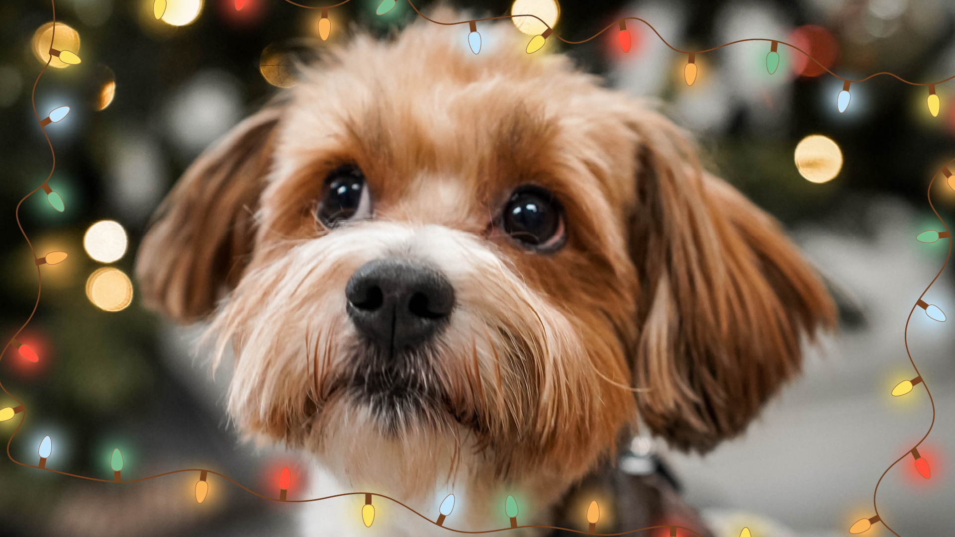 Hunden Otto sidder foran et juletræ på dyreinternatet
