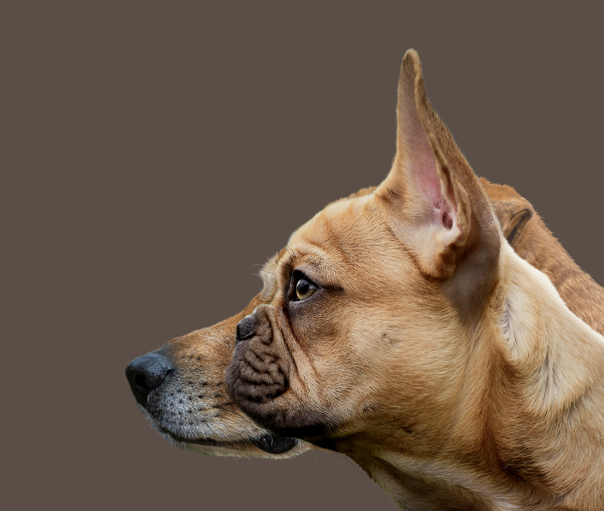 Illustration af forskel på længde af snude fra flad- til langsnudet hund.