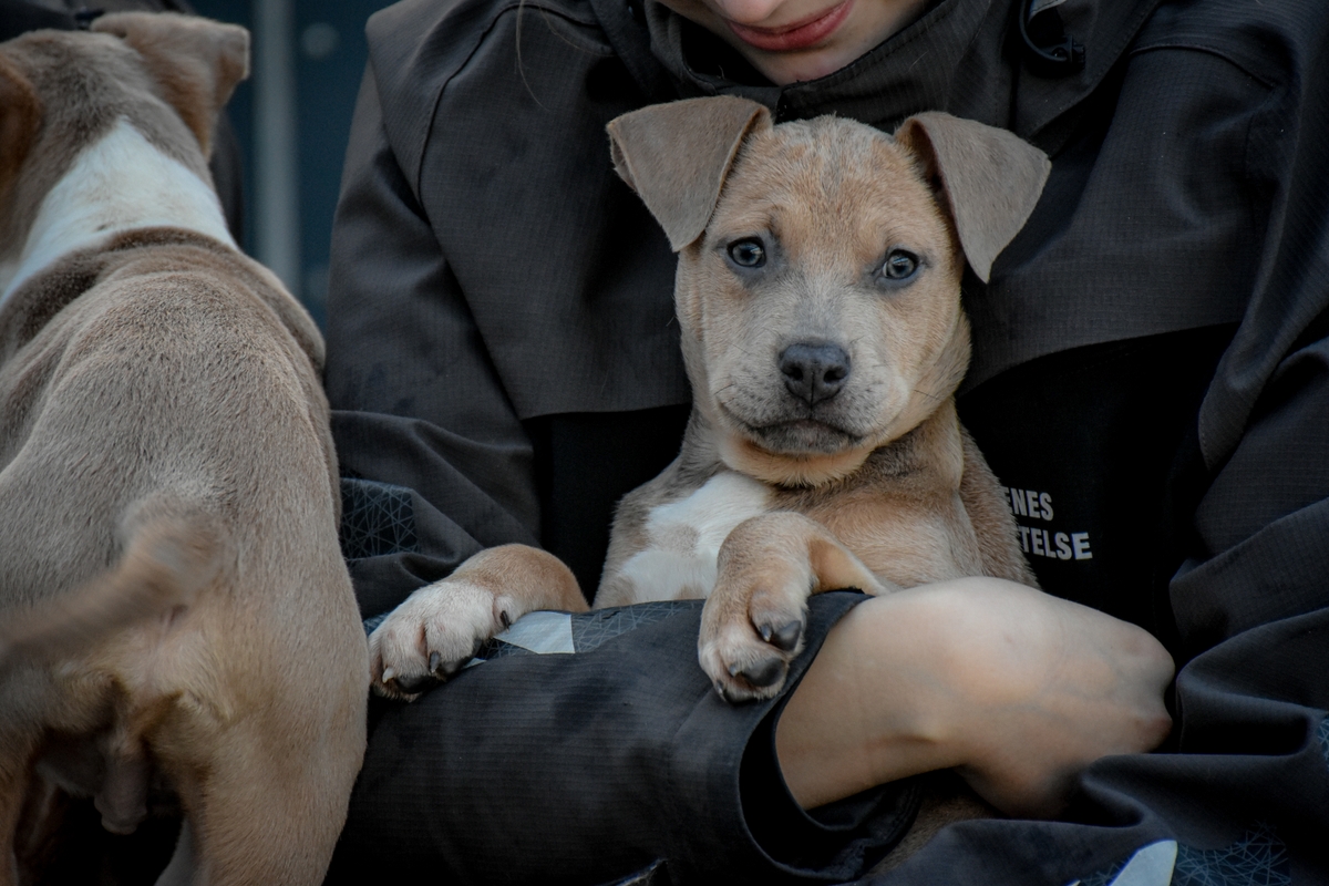 Hundehvalp i armene på Dyrenes Beskyttelses medarbejder