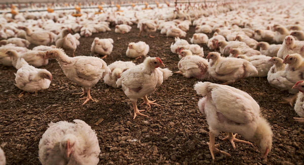 Kyllinger i det indsutrielle landbrug