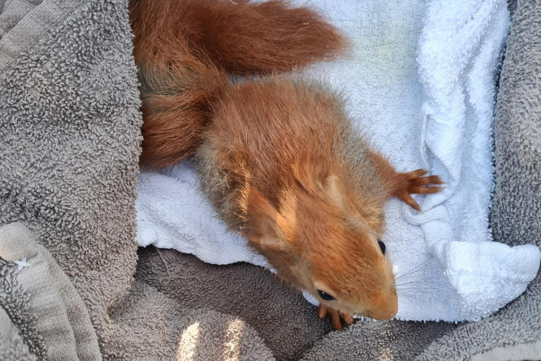 Egern i håndklæde