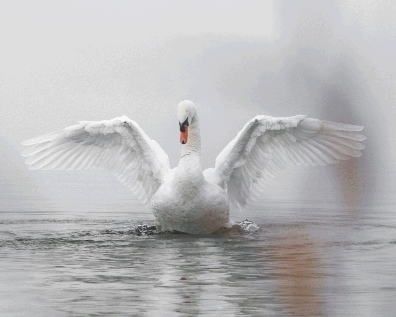 Tre smukke billeder med svane, bi og gris