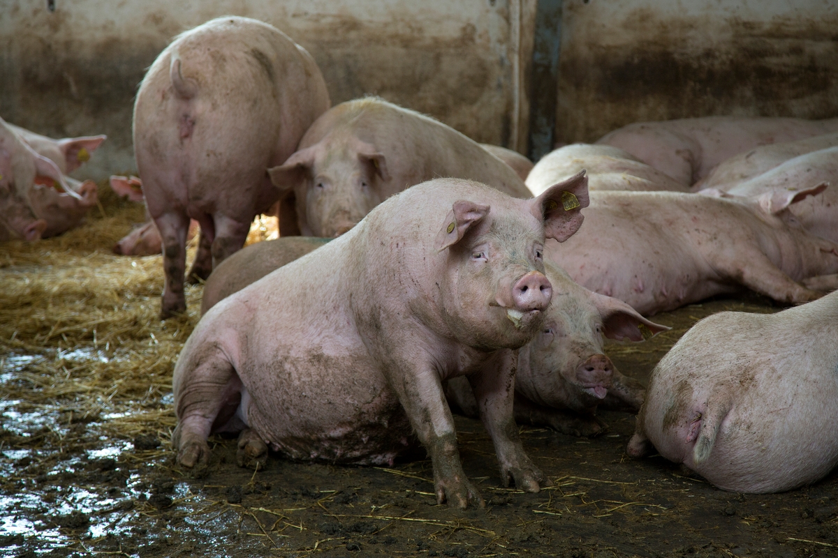 Grise i industrielt landbrug