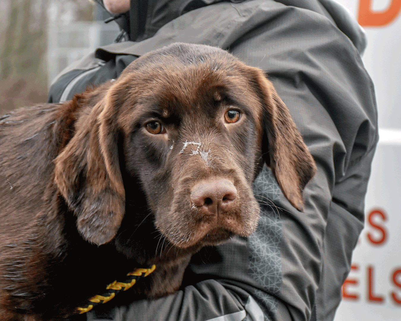 Hund børes i armene af en internatmedarbejder