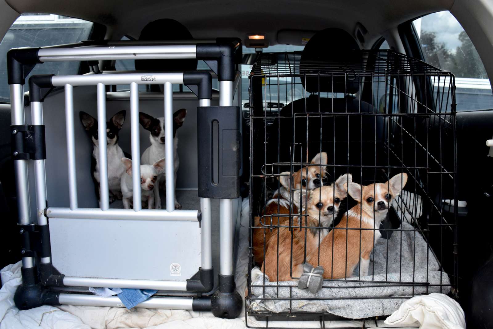 Sky og isolerede: 6 Chihuahuaer overdraget til Nordjyllands Internat | Beskyttelse