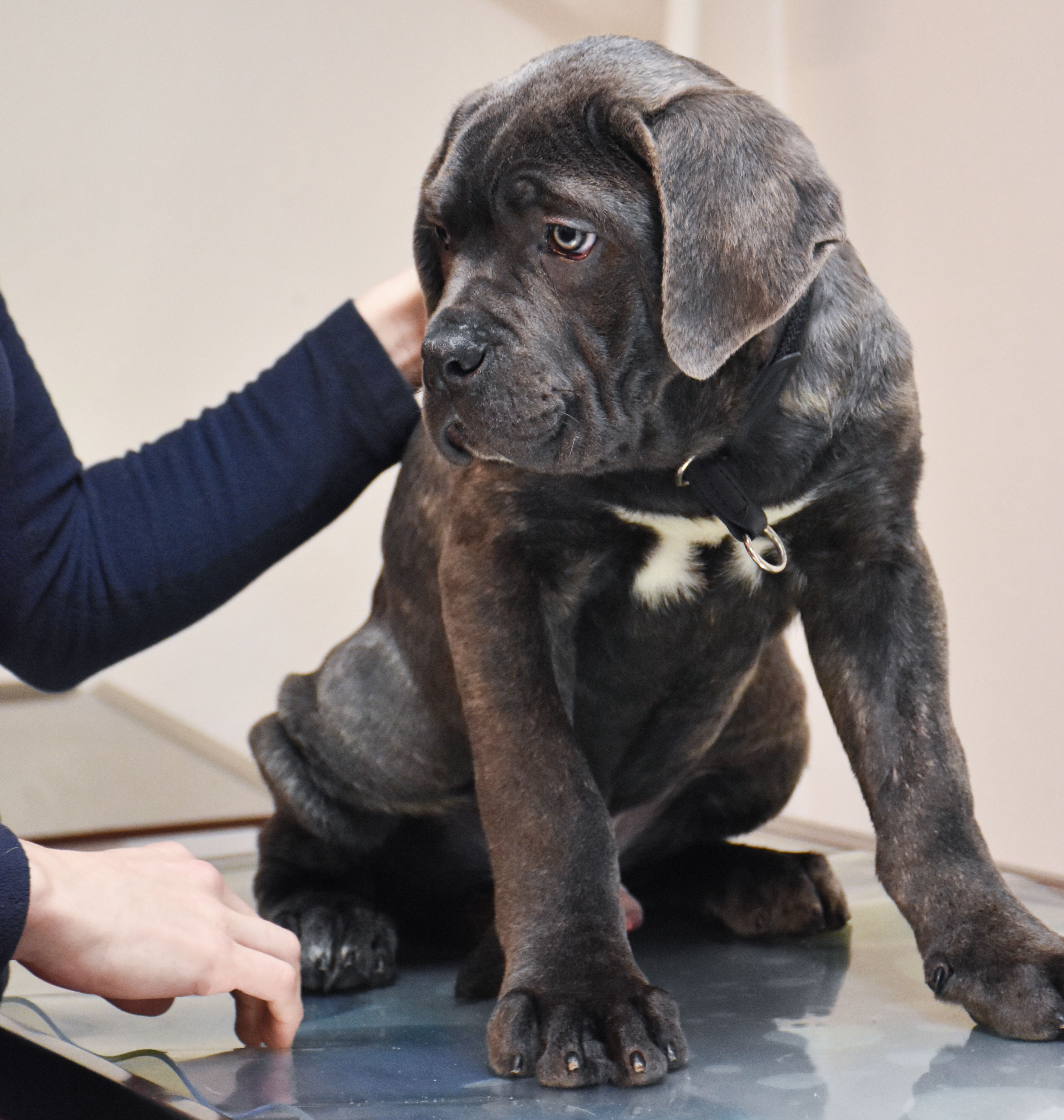 Fakultet bagagerum For pokker Beskyt din hund med vaccination | Dyrenes Beskyttelse