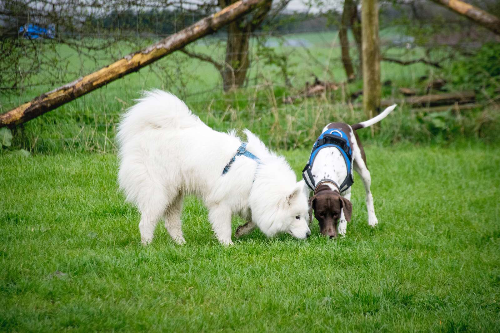 Forstår du hund, som hund den er? | Dyrenes Beskyttelse