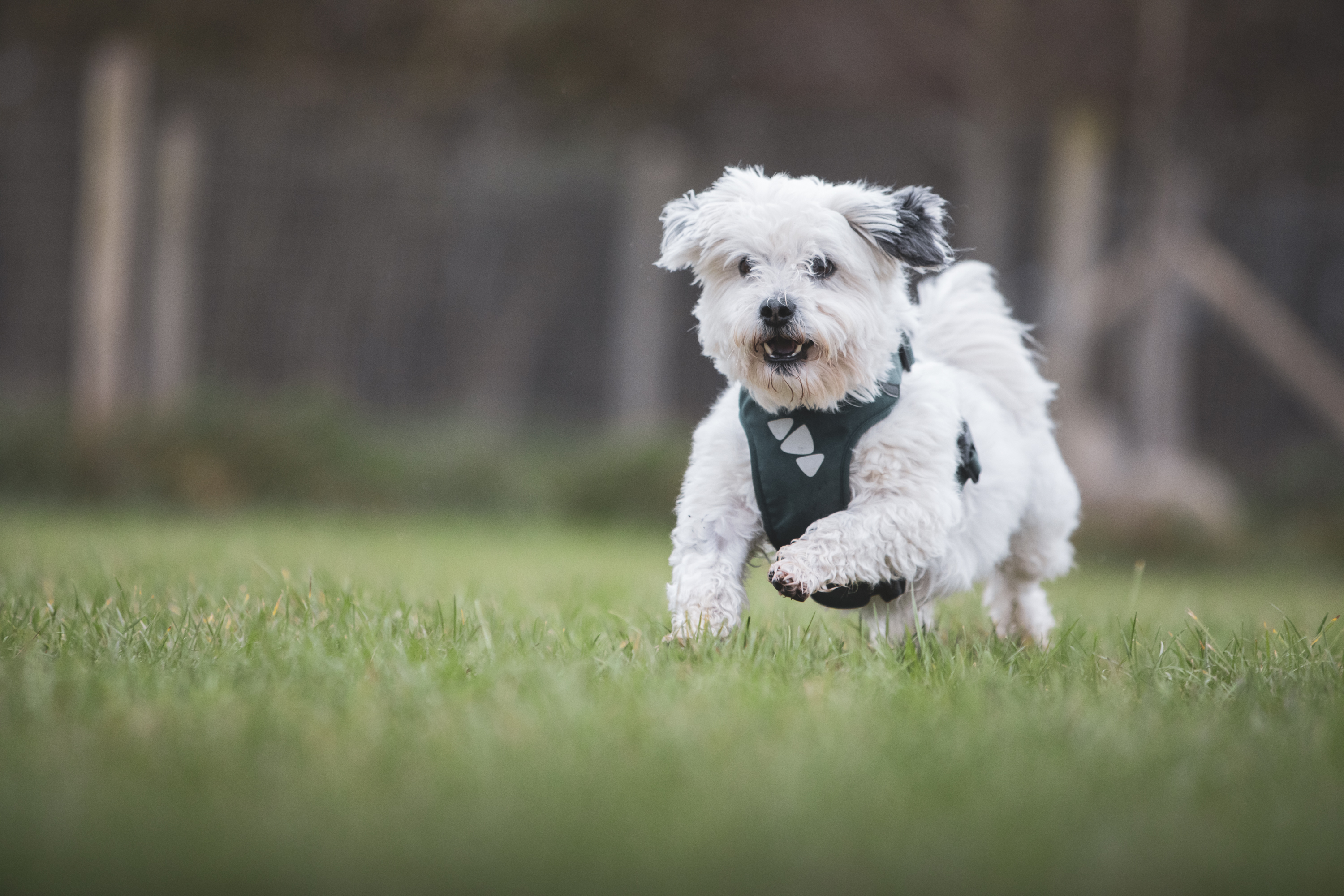 Rekordmange nye hunde i | Dyrenes Beskyttelse