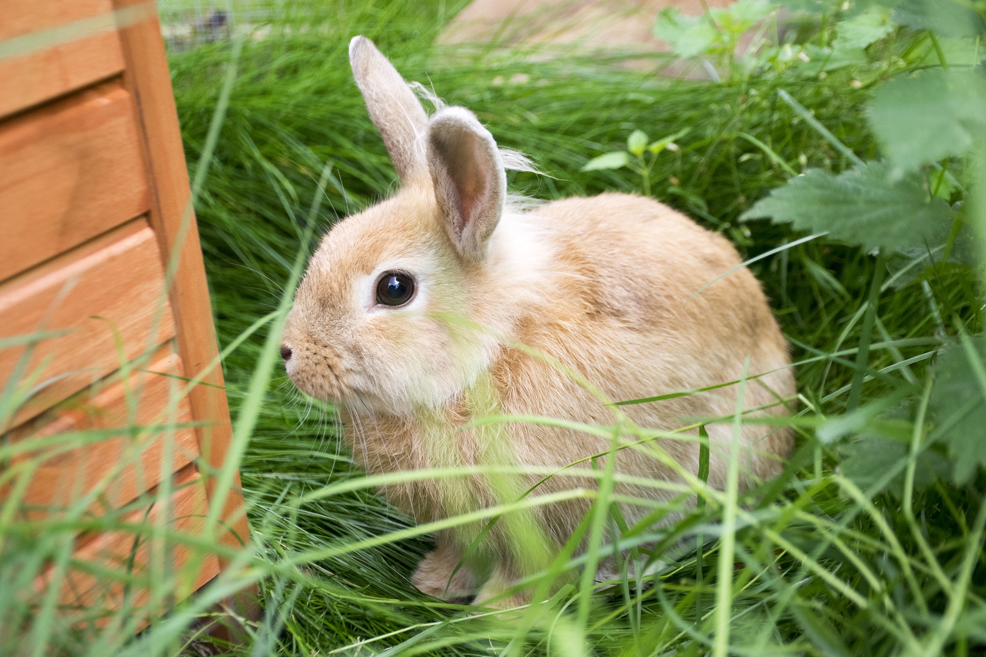 Hvorfor trives kaniner ikke i | Dyrenes Beskyttelse