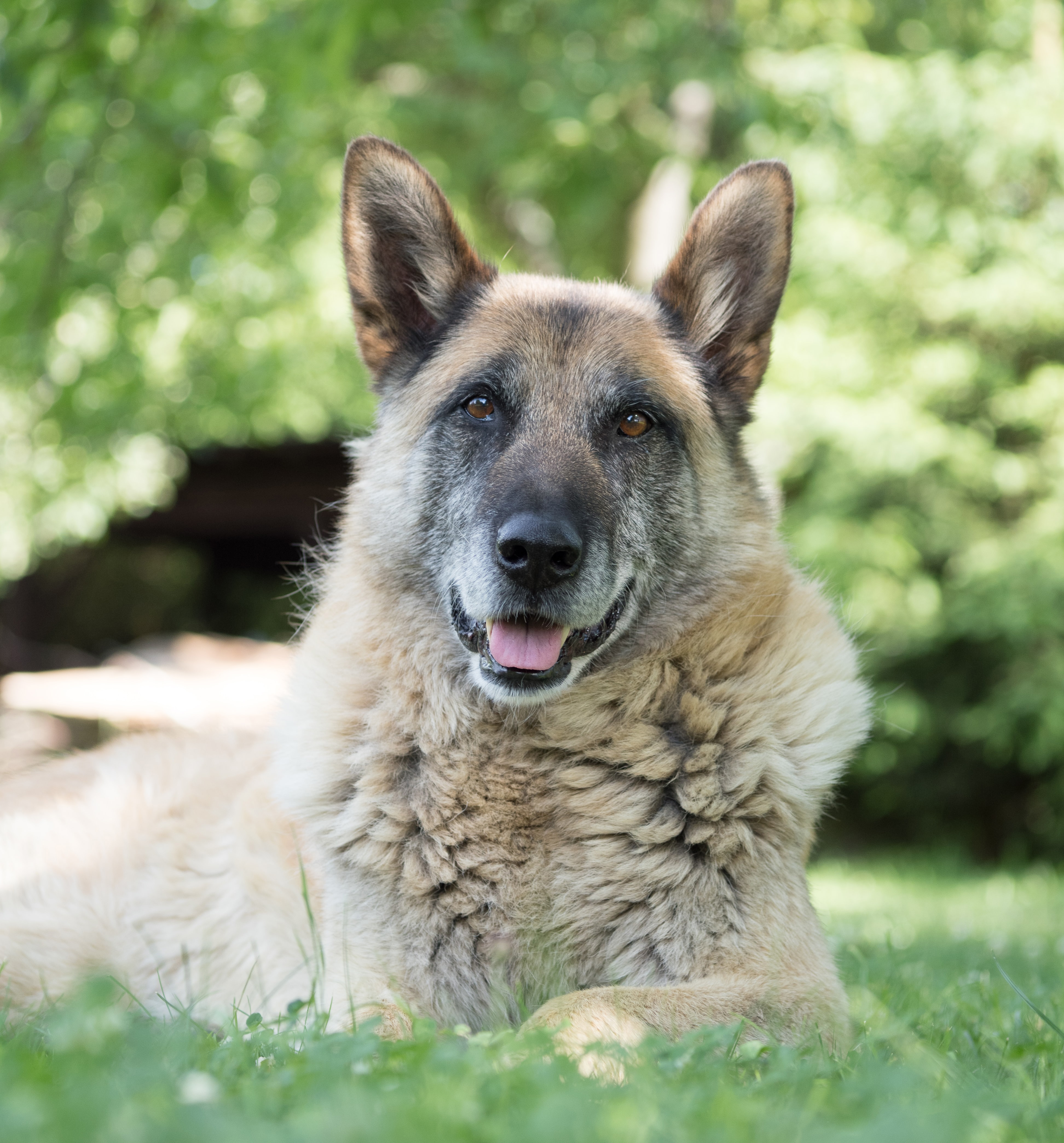sælge Permanent volatilitet Sundhedstjek kan redde seniorhundens liv | Dyrenes Beskyttelse