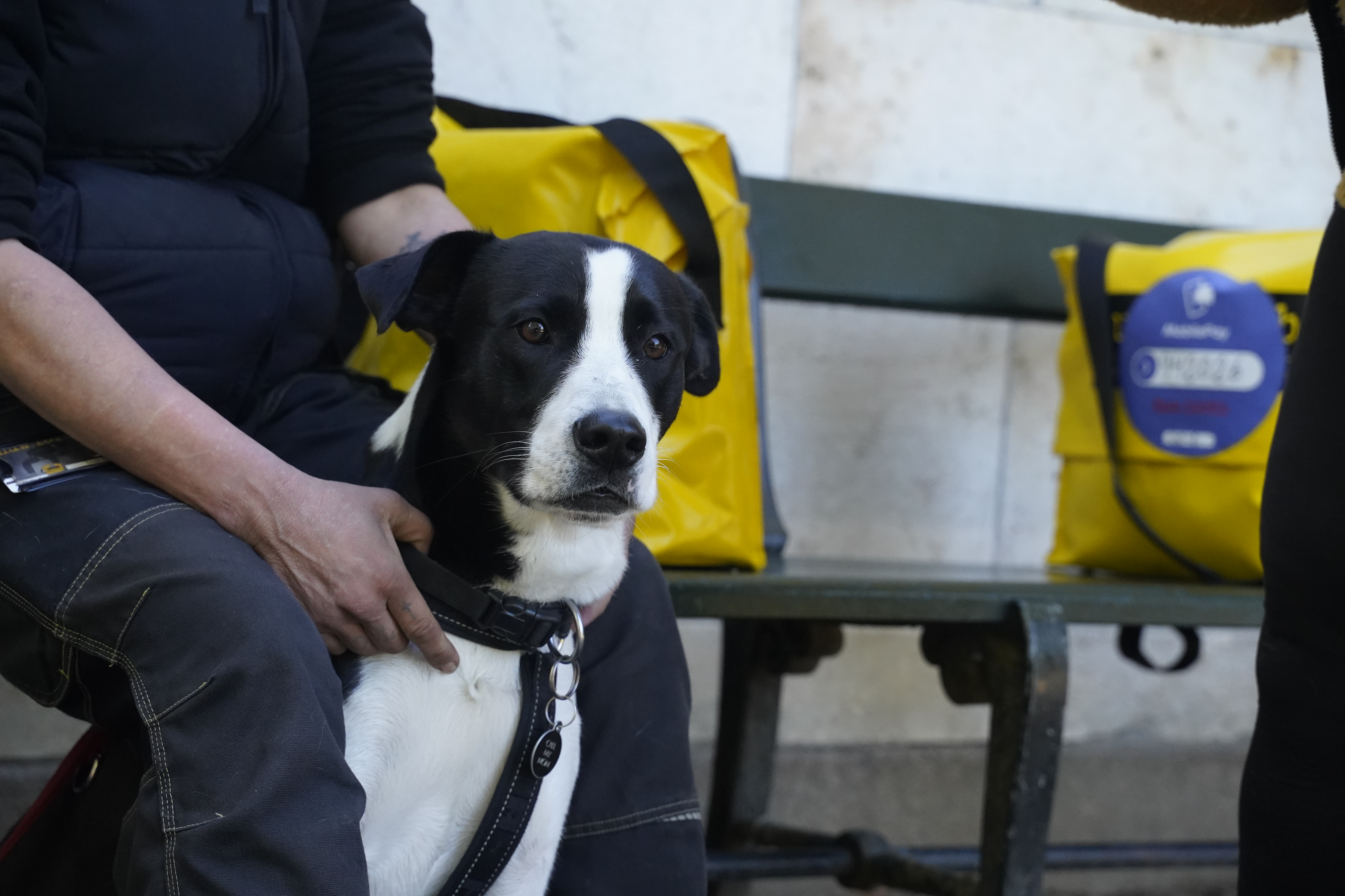 Beskyttelse fusionerer med Hjemløsedyrlægerne: Sammen de gadens hunde | Dyrenes Beskyttelse