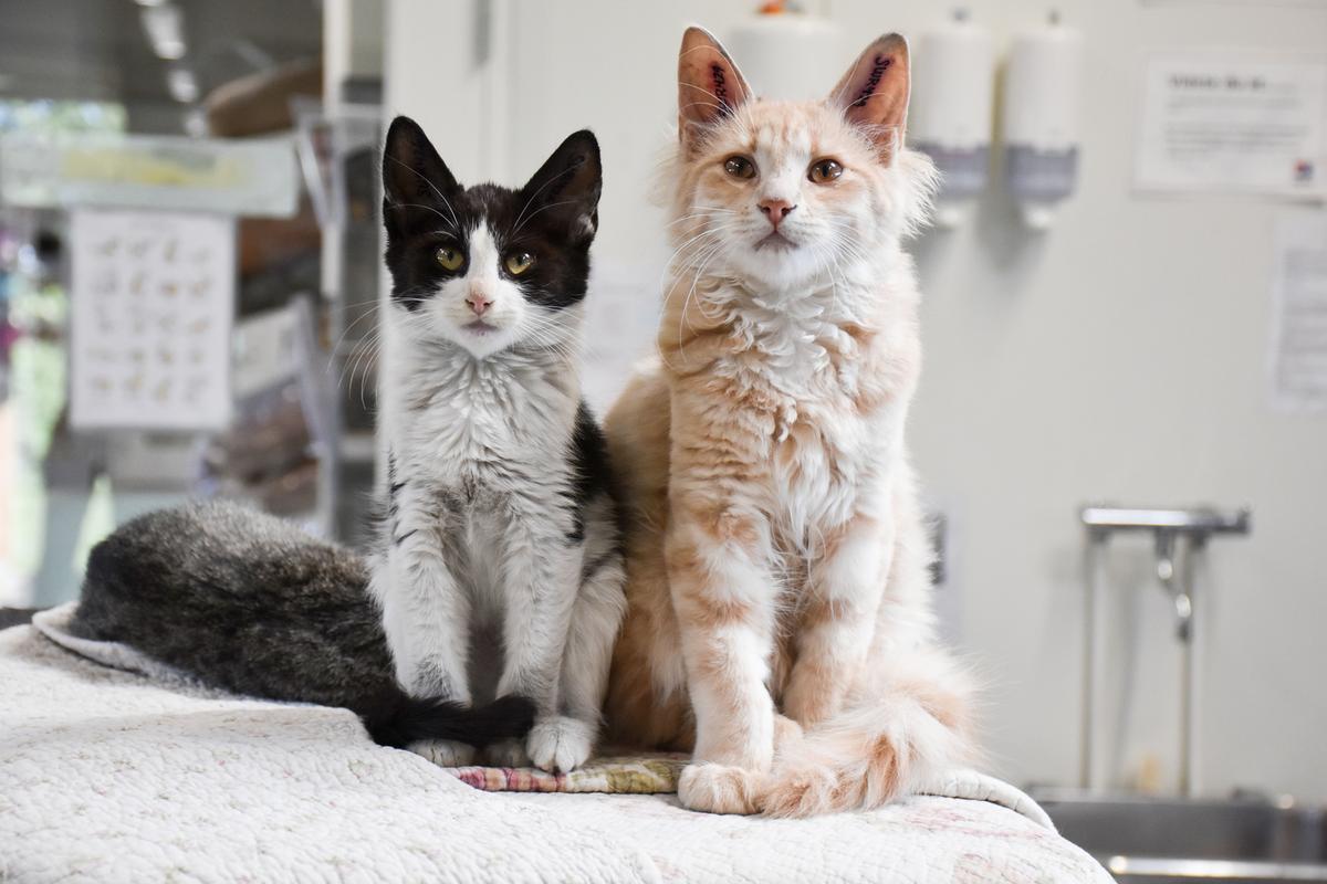 Ny rekord: 40 % flere katte på Dyrenes Beskyttelses internat i Nordjylland | Beskyttelse