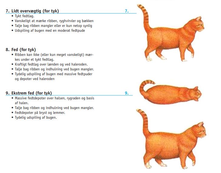 bagagerum blyant Arrangement Trænger katten til en slankekur? | Dyrenes Beskyttelse