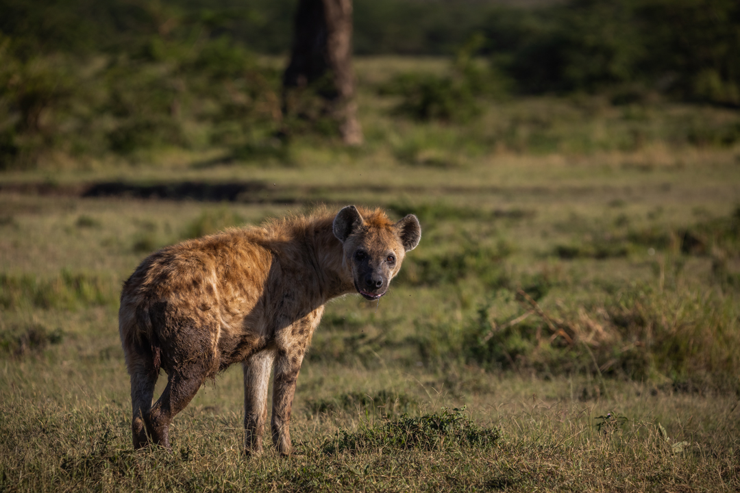 "Foto: Asger Thielsen - Kenya Hyene"