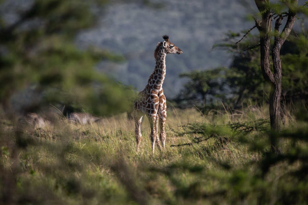 "Foto: Asger Thielsen - kenya giraf"