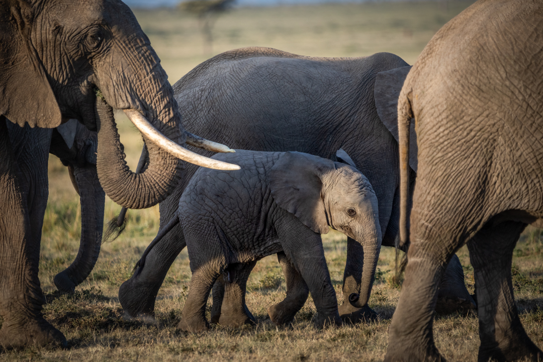 "Foto: Asger Thielsen - kenya elefanter"
