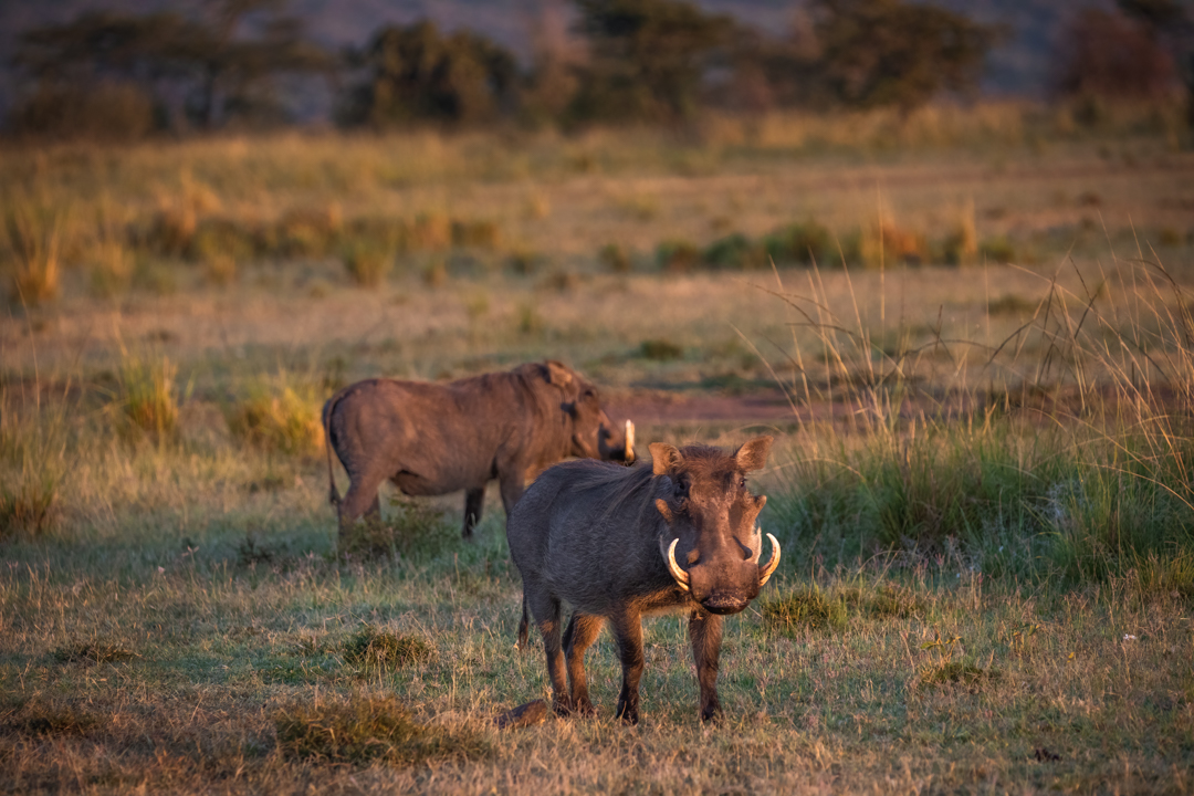 "Foto: Asger Thielsen - kenya vortesvin"