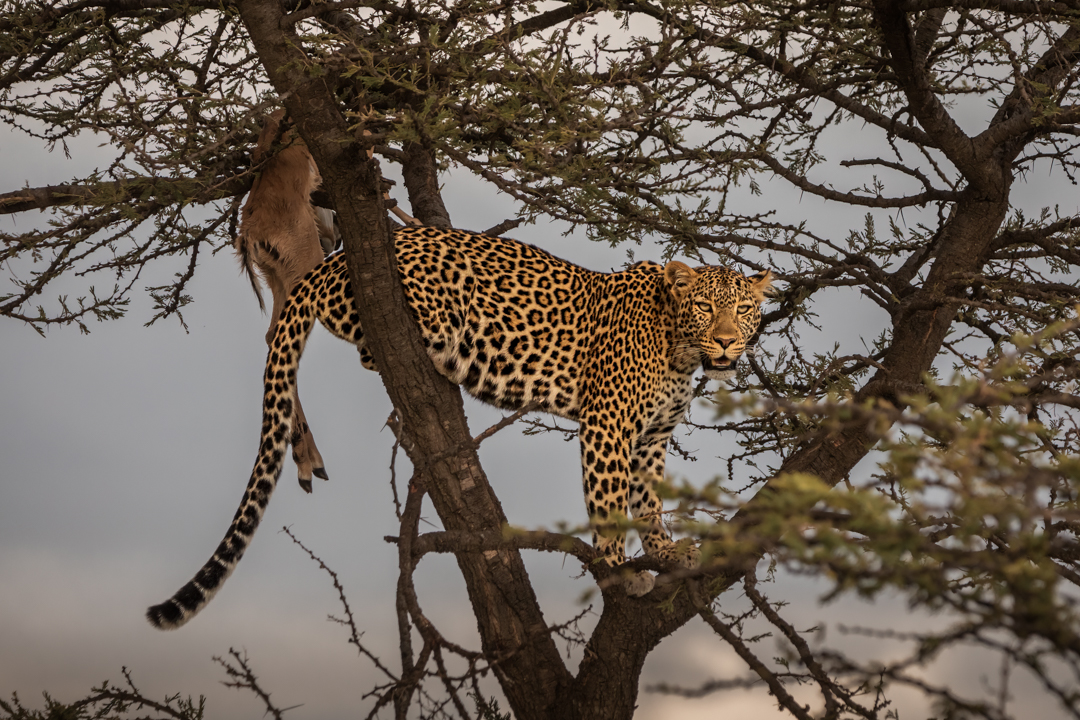 "Foto: Asger Thielsen - kenya leopard"