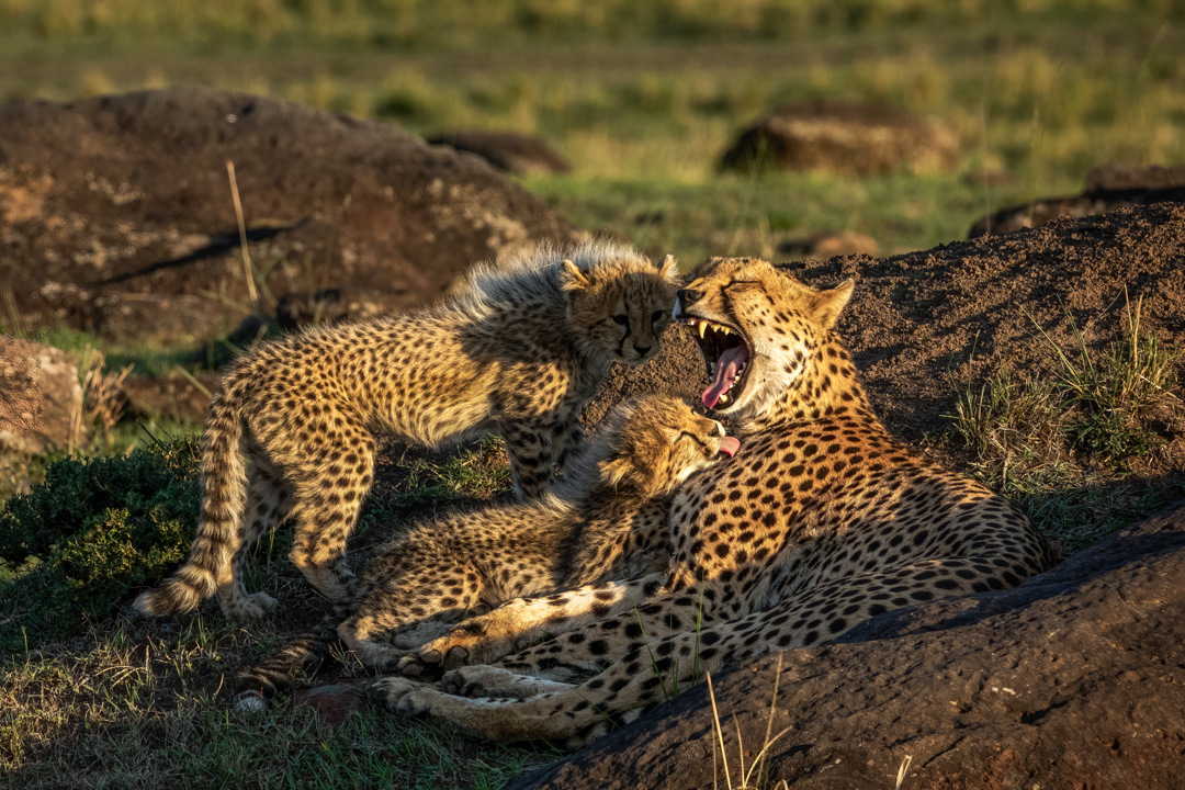 "Foto: Asger Thielsen - Kenya gepard"