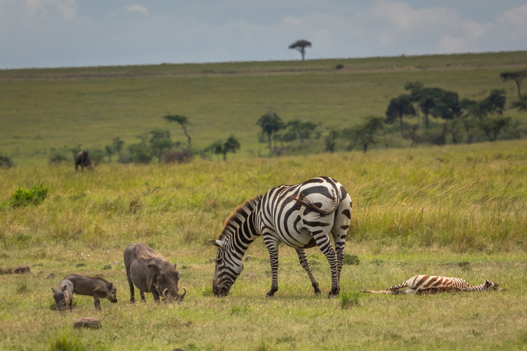 "Foto Asger Thielsen - kenya zebra vortesvin"