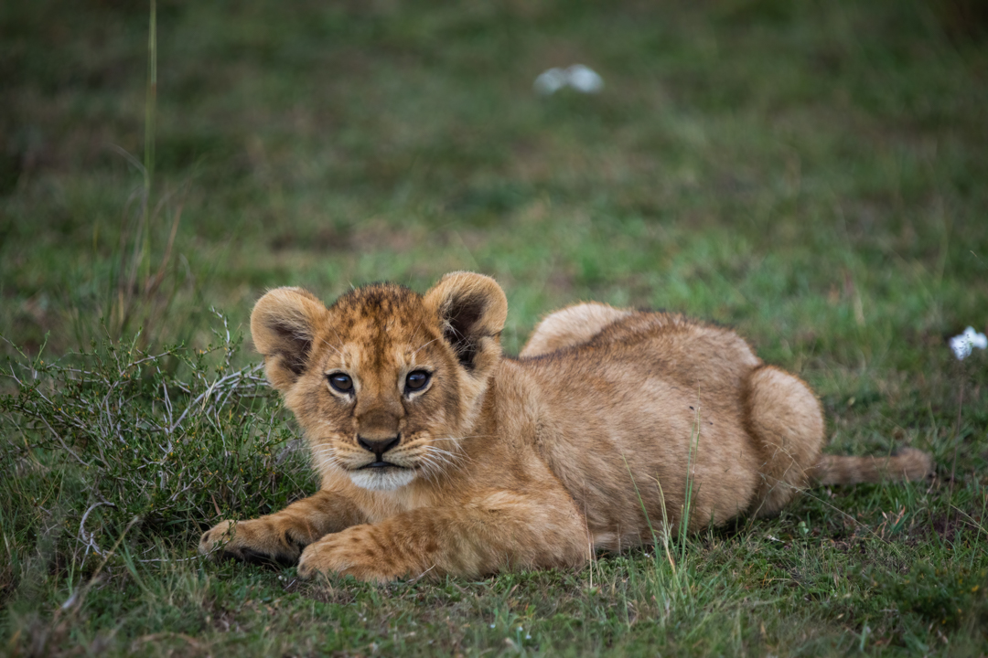 "Foto: Asger Thielsen - Kenya løveunge"