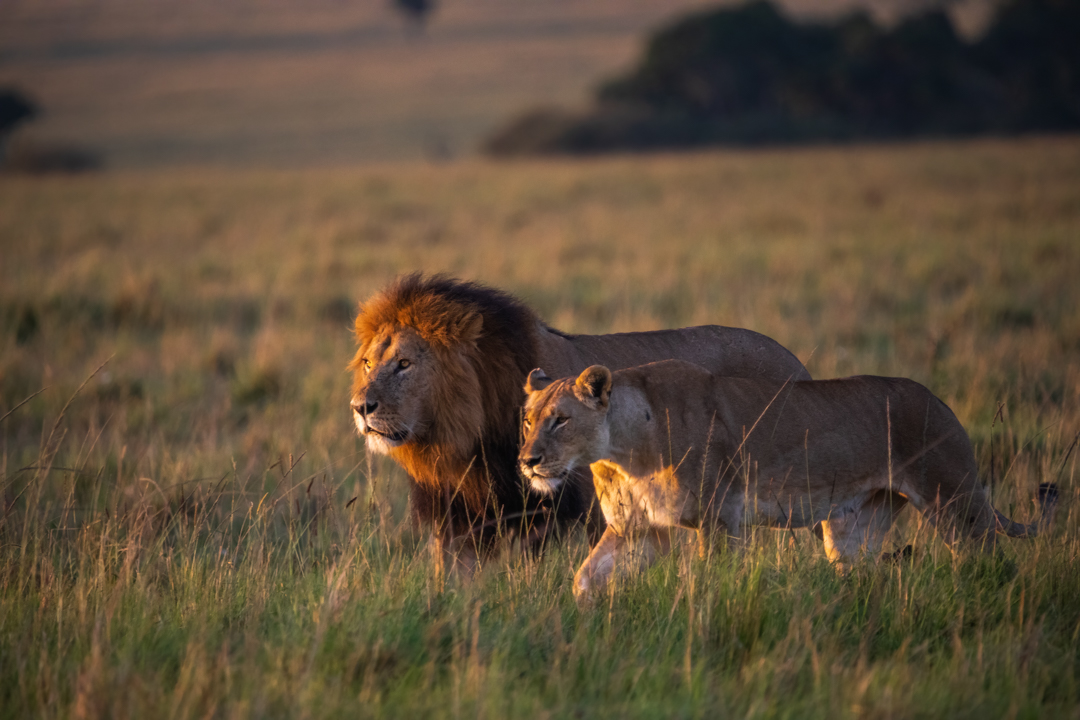 "Foto: Asger Thielsen - Kenya løver"