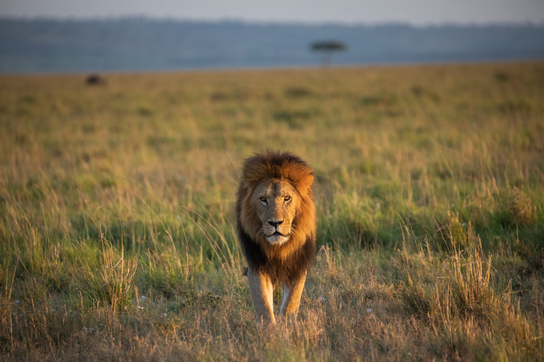 "Foto: Asger Thielsen - Kenya Løve"