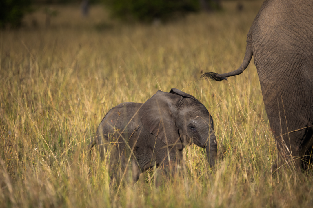 "Foto: Asger Thielsen - kenya elefanter"