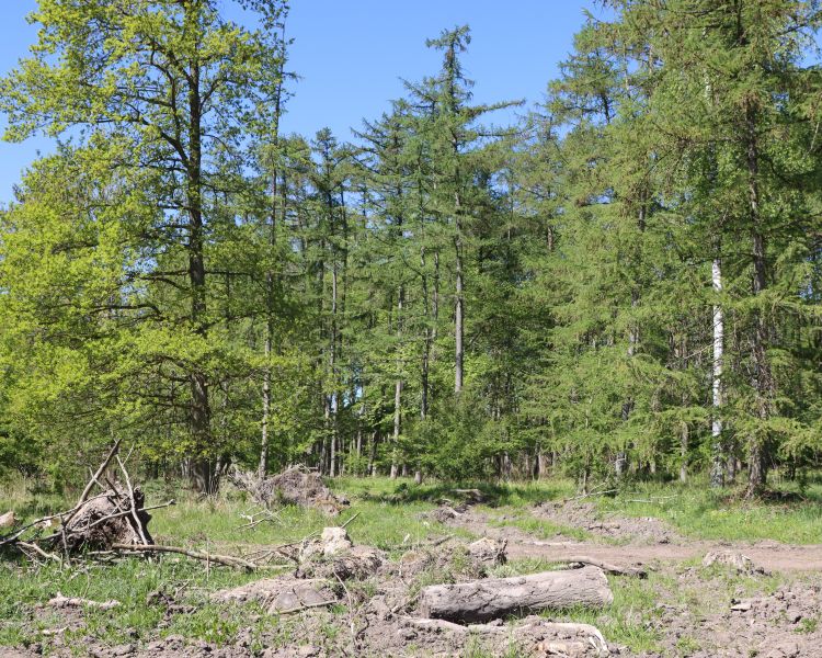 Bjørneanlæg i Knuthenborg Safaripark