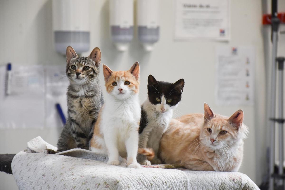 Katten A-Z: Kastration eller sterilisation | Dyrenes