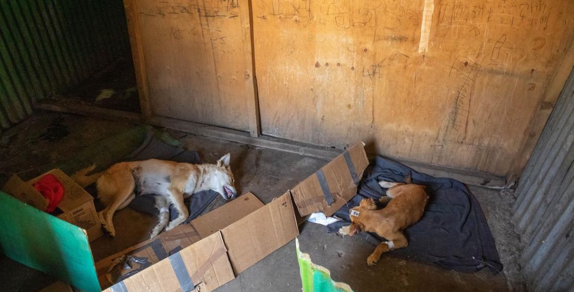 Hunde under opvågning efter operation Foto: Asger Thielsen