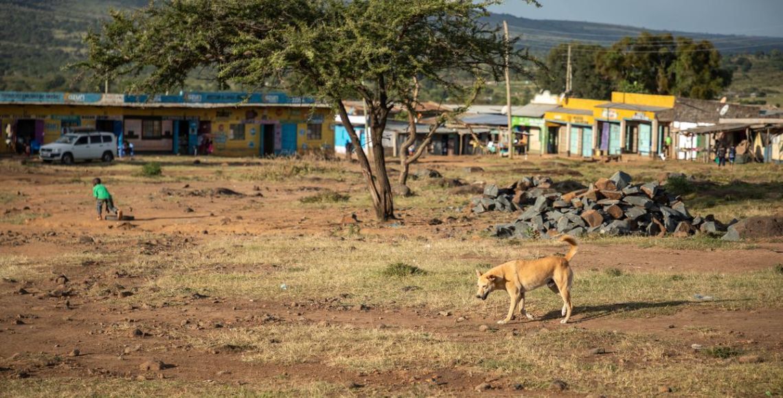 Landsbyerne er helt afhængige af at have sunde og raske hunde Foto: Asger Thielsen