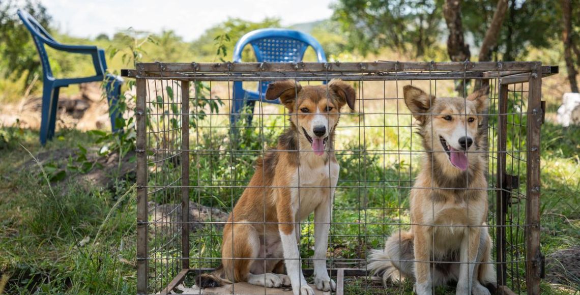 Hundene vaccines mod rabies, hundesyge og parvovirus. Foto: Asger Thielsen / Dyrenes Beskyttelse.