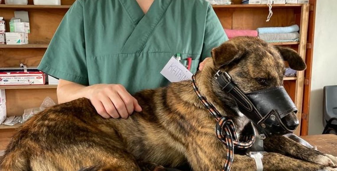 Sambo, en ung hunhund med en fin pels og i rigtig god stand, er kommet for at blive steriliseret. Foto: Rikke Langebæk.