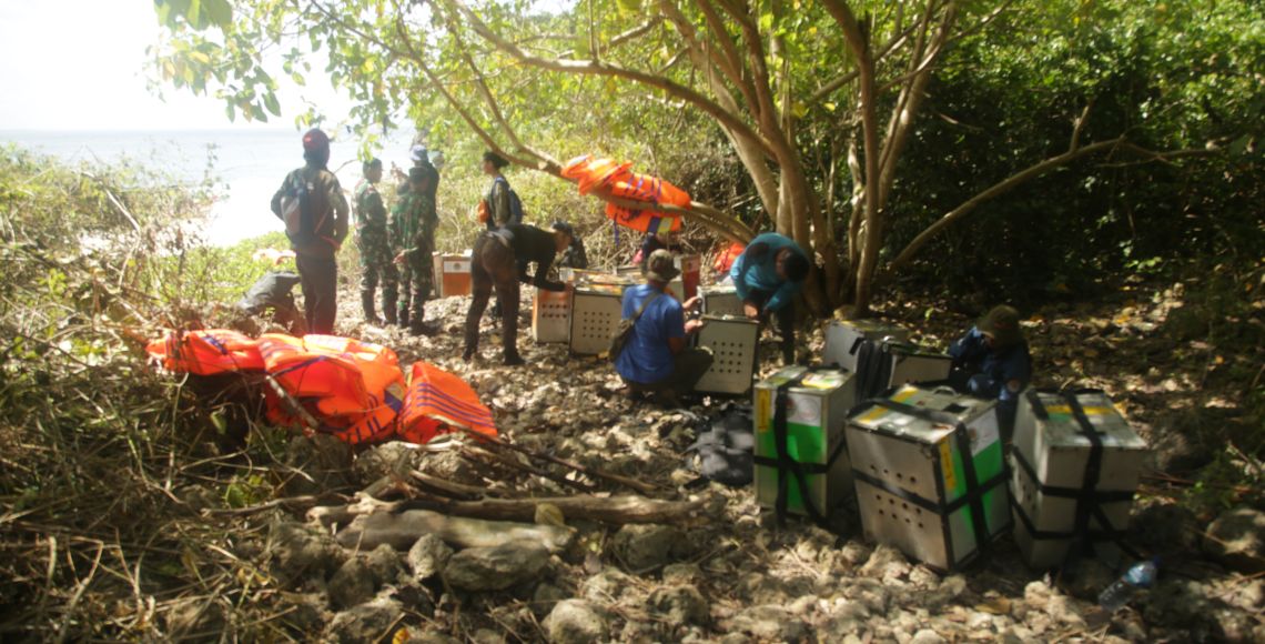 Der gøres klar i skoven til at sætte aberne fri. Foto: Jakarta Animal Aid / Dyrenes Beskyttelse.