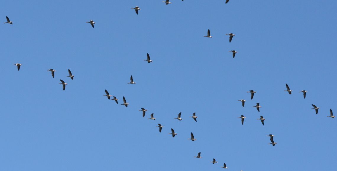 Grågæssene flyver oftest i noget, der ligner v-formation. Foto: Michael Carlsen