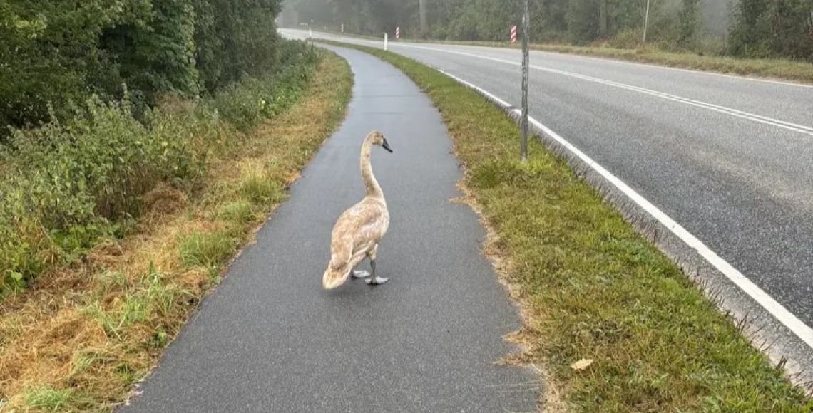 En svane har måtte nødlande på en vej. Foto: Privat