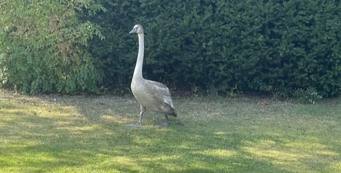 En svane har måtte nødlande i en have. Foto: Privat