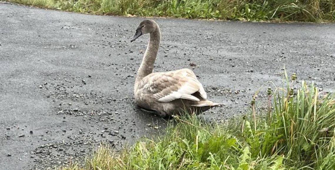 En svane har måtte nødlande på en vej. Foto: Privat