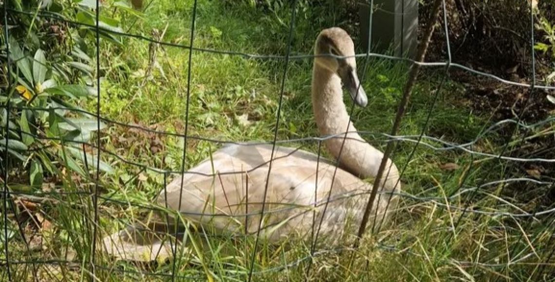 En svane har måtte nødlande i en have. Foto: Privat