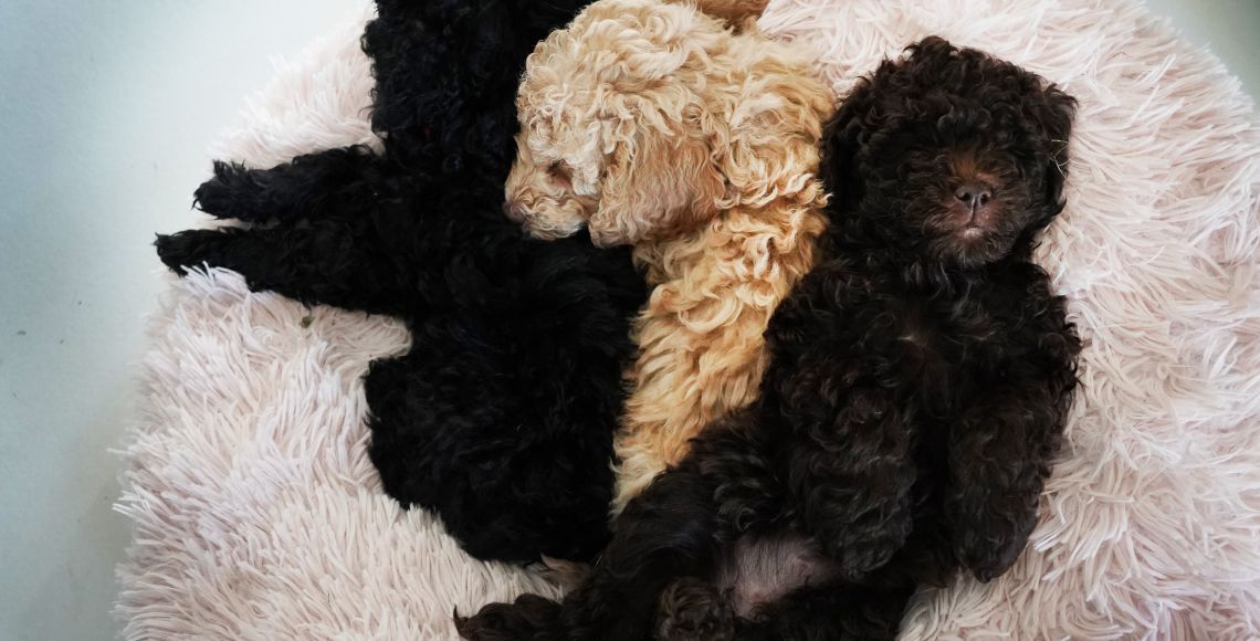 Efter intens leg i plejemors have faldt Twix og Thit omkuld sammen med en af deres søskende. Alle hvalpene vendte tilbage til internatet midt i maj og er alle flyttet ud i nye familier. Foto: Stine Skov-Jensen/Dyrenes Beskyttelse
