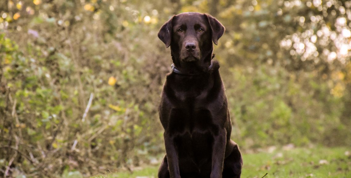 Labrador retriever er på en lang liste af hunde, hvor tæver og hanhunde skal have foretaget en undersøgelse for tegn på hofteledsdysplasi, før de må indgå i avl. Nogle racer skal også undersøges for tegn på albueledsdysplasi. Begge lidelser kan give slidgigt, smerte og halthed. Undersøgelserne bygger på røntgenbilleder, hvor der kigges efter forandringer i leddene. Hunden skal være mindst 12 måneder gammel, når den undersøges. Hvis hunden er på listen over gigantracer, skal den være mindst 18 måneder gammel, før den undersøges for hofteledsdysplasi. Foto: Cathrine Cocks/Dyrenes Beskyttelse