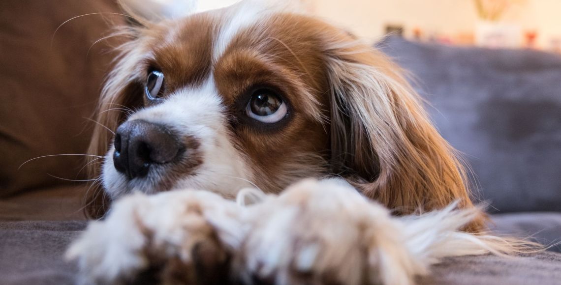 Cavalier king charles spaniels er på listen over udvalgte hunderacer, fordi de kan lide af syringomyeli, der er en neurologisk tilstand, hvor der ses cyster eller hulrum i rygmarven. De kan desuden have problemer med lidelsen myxomatøs mitralklapsygdom (MMVD), der er en hjerteklaplidelse. Tæver og hanhunde skal undersøges for begge lidelser, før de må indgå i avl. Foto: Pixabay/pisbyfran