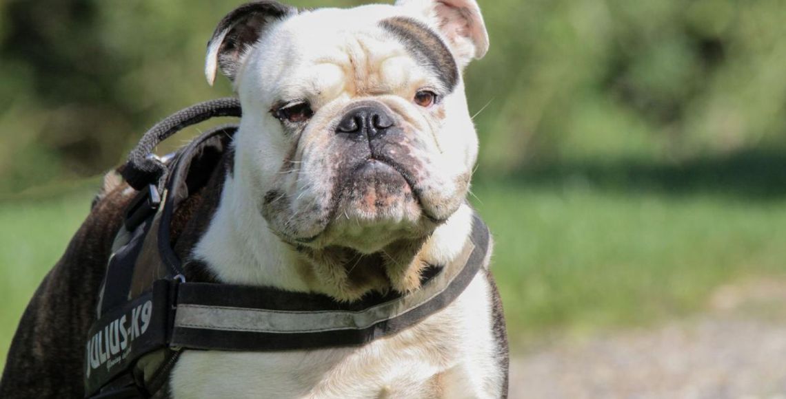 Ligesom de franske bulldogs, skal tæver og hanhunde af racen engelsk bulldog have foretaget en BOAS-graduering, før de må indgå i avl. En BOAS-graduering er en vejrtrækningstest, som skal undersøge om hunden har vejrtrækningsproblemer. Hunden skal være mindst 12 måneder gammel, når den undersøges. Resultatet af en BOAS-graduering er gyldig i to år. Foto: Cathrine Cocks/Dyrenes Beskyttelse