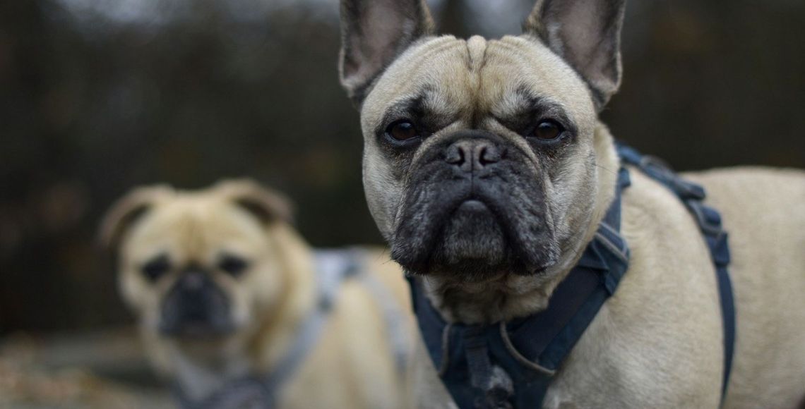 Franske bulldogs er blandt de udvalgte hunderacer, der altid skal sundhedstjekkes, inden man avler på dem. Det skyldes, at deres korte snuder ofte er årsag til vejrtrækningsproblemer. Tæver og hanhunde skal have foretaget en BOAS-graduering, før de må indgå i avl. En BOAS-graduering er en vejrtrækningstest, som skal undersøge, om hunden har vejrtrækningsproblemer. Hunden skal være mindst 12 måneder gammel, når den undersøges. Resultatet af en BOAS-graduering er gyldig i to år. Foto: Cathrine Cocks/Dyrenes Beskyttelse