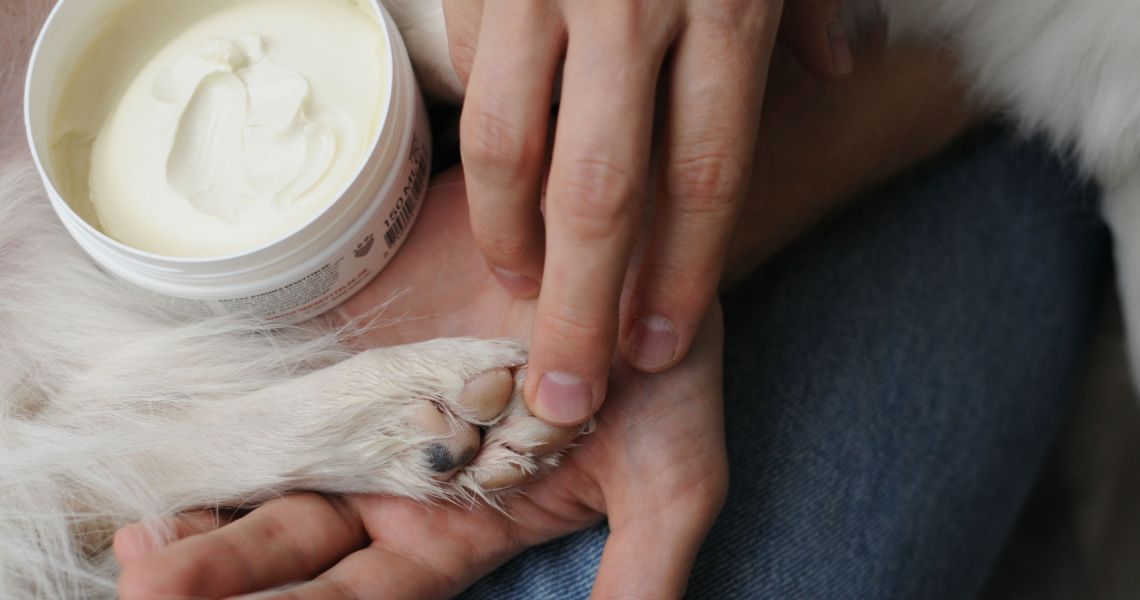 smukke kalligrafi Blive opmærksom Vejsalt kan give din hund poteskader | Dyrenes Beskyttelse