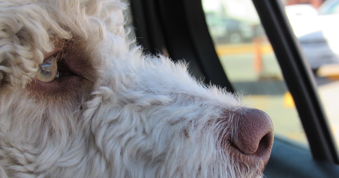 Efterlad din hund i en kold bil Dyrenes Beskyttelse